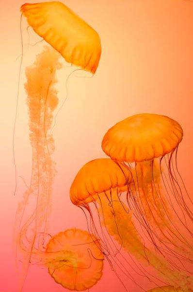 Sacral Chakra: Expressing Your Inner Flow