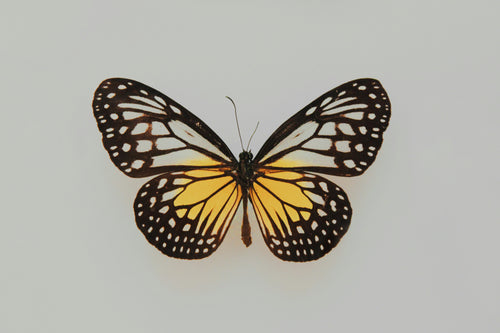 Butterfly 90 Clearing Journey