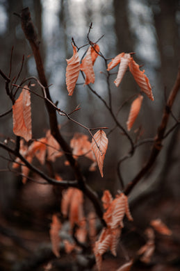 Fall Readings